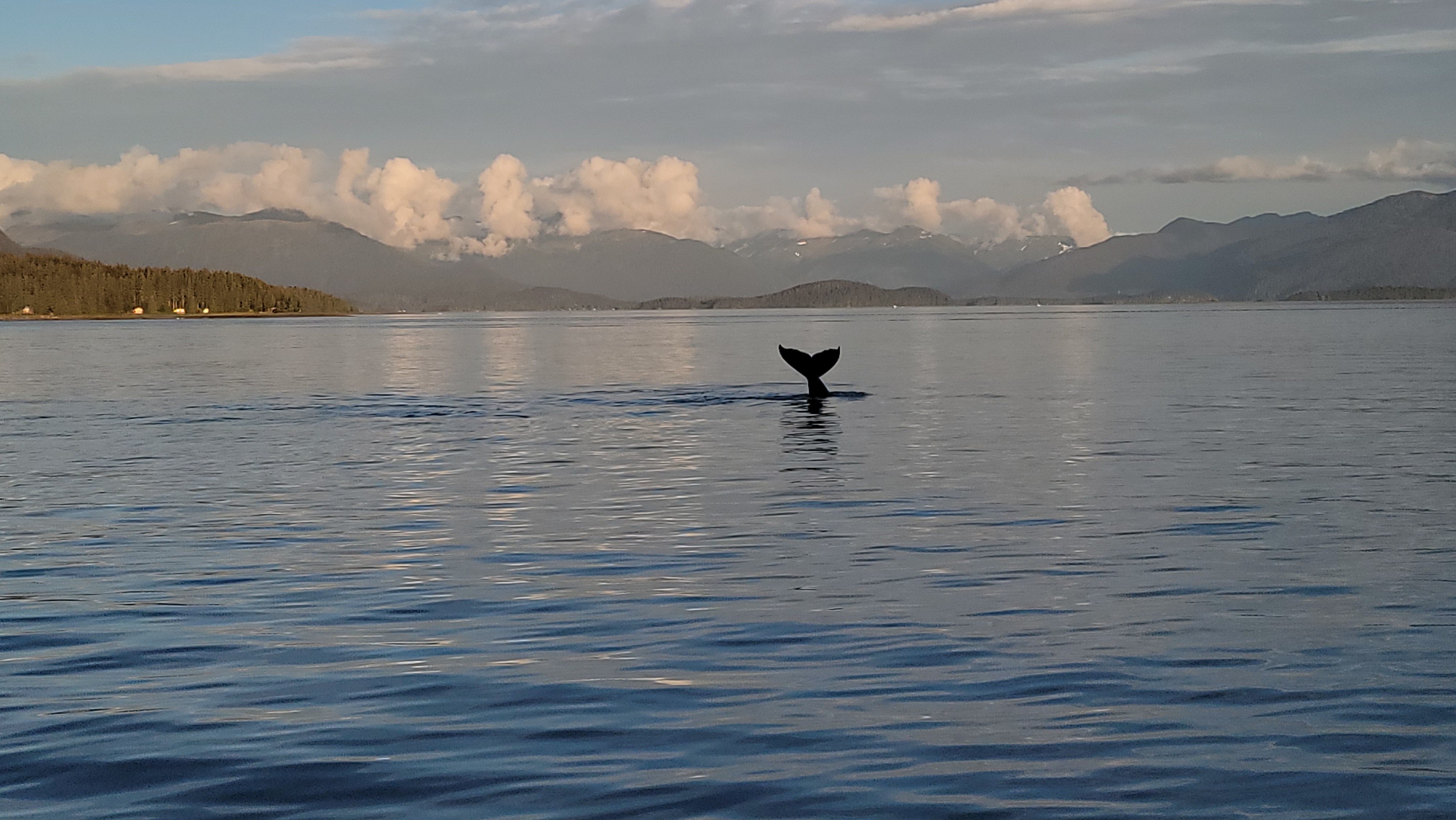 Whale tail rising above calm water with forested shoreline and mountains beyond.
